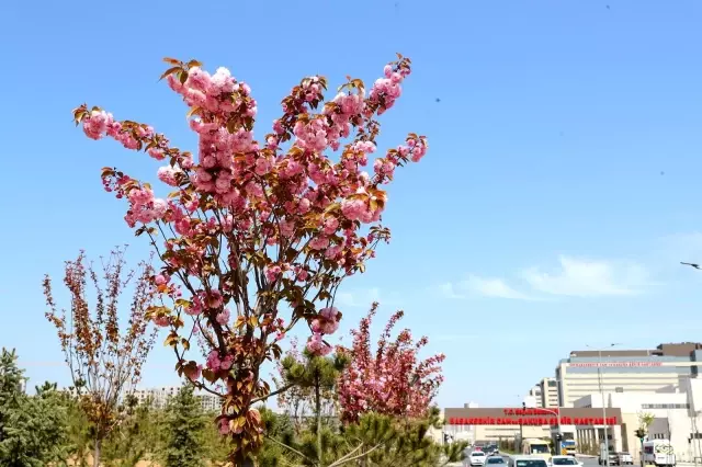 Başakşehir'de sakura ağaçları çiçek açtı Başakşehir'de sakura ağaçları çiçek açtı