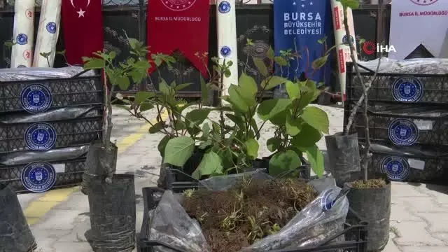 Büyükşehir'den çiftçiye fidan desteği Büyükşehir'den çiftçiye fidan desteği
