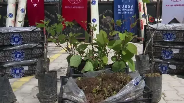 Büyükşehir'den çiftçiye fidan desteği Büyükşehir'den çiftçiye fidan desteği