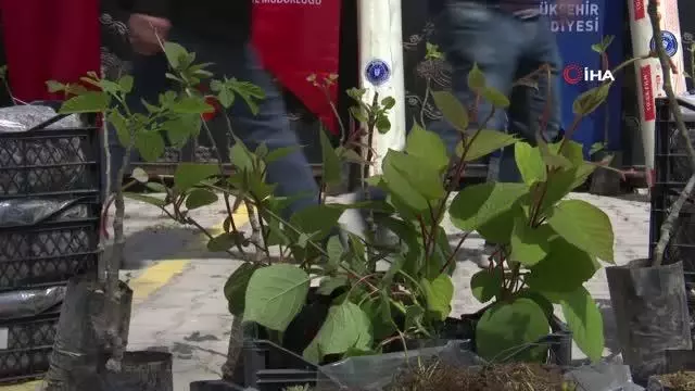 Büyükşehir'den çiftçiye fidan desteği Büyükşehir'den çiftçiye fidan desteği