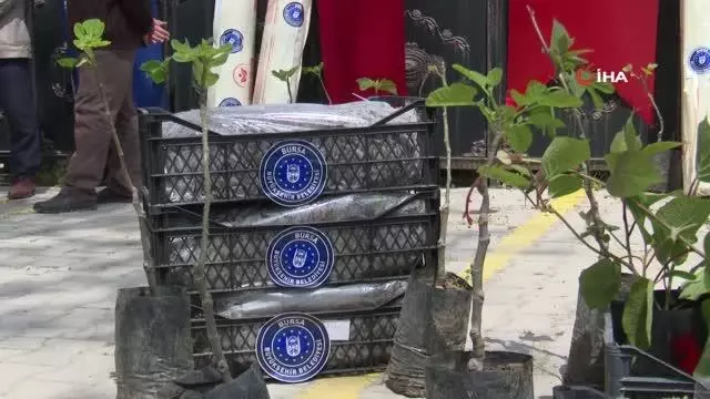 Büyükşehir'den çiftçiye fidan desteği Büyükşehir'den çiftçiye fidan desteği