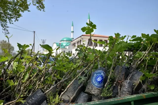 Büyükşehir'den çiftçiye fidan desteği Büyükşehir'den çiftçiye fidan desteği