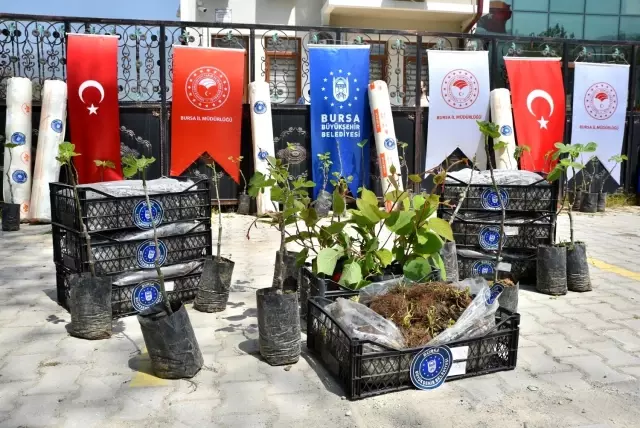 Büyükşehir'den çiftçiye fidan desteği Büyükşehir'den çiftçiye fidan desteği