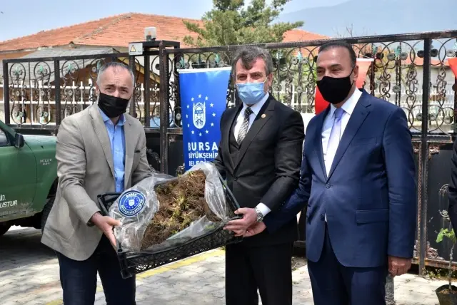 Büyükşehir'den çiftçiye fidan desteği Büyükşehir'den çiftçiye fidan desteği