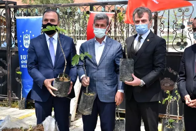 Büyükşehir'den çiftçiye fidan desteği Büyükşehir'den çiftçiye fidan desteği