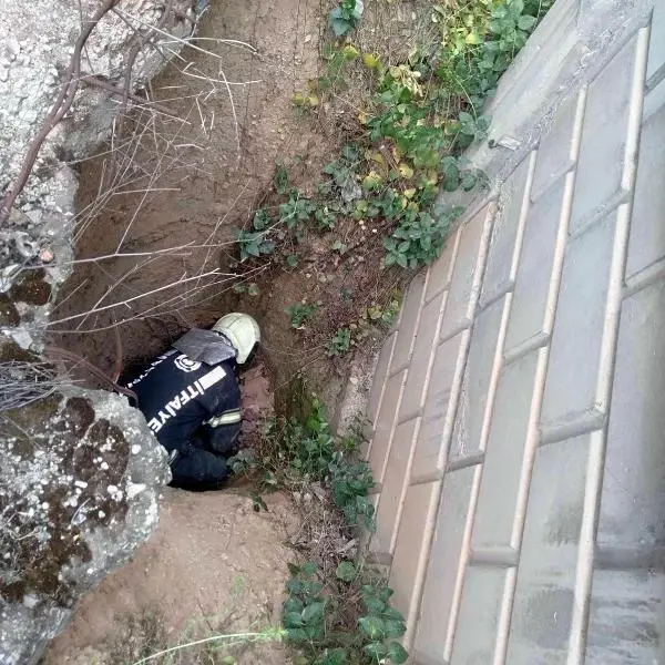 Çukura düşen kaplumbağa ve yavrusunu itfaiye kurtardı Çukura düşen kaplumbağa ve yavrusunu itfaiye kurtardı