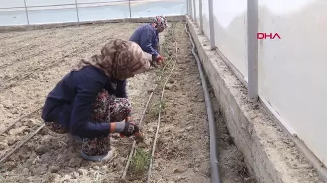 DENİZLİ ÇAMELİ'DE 3 MİLYON DOMATES FİDESİ, BELEDİYE PROJESİYLE SERADA TOPRAKLA BULUŞACAK DENİZLİ ÇAMELİ'DE 3 MİLYON DOMATES FİDESİ, BELEDİYE PROJESİYLE SERADA TOPRAKLA BULUŞACAK