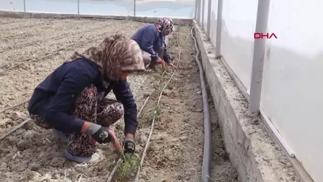DENİZLİ ÇAMELİ'DE 3 MİLYON DOMATES FİDESİ, BELEDİYE PROJESİYLE SERADA TOPRAKLA BULUŞACAK DENİZLİ ÇAMELİ'DE 3 MİLYON DOMATES FİDESİ, BELEDİYE PROJESİYLE SERADA TOPRAKLA BULUŞACAK