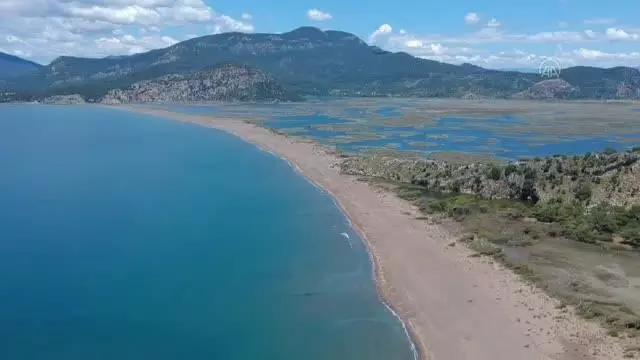 Dünyaca ünlü İztuzu sahilinin konukları caretta carettalar, yumurta bırakmaya başladı Dünyaca ünlü İztuzu sahilinin konukları caretta carettalar, yumurta bırakmaya başladı
