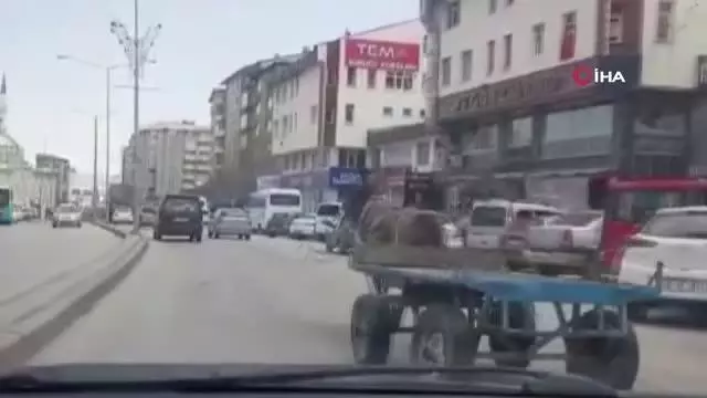 Erzurum'da dörtnala koşan at, trafiği birbirine kattı Erzurum'da dörtnala koşan at, trafiği birbirine kattı