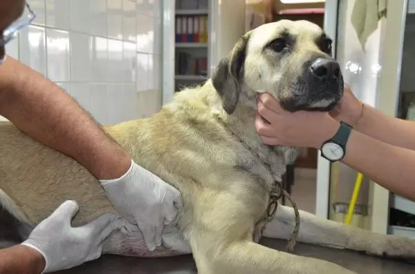 EVİN ÖNÜNDE BAĞLI DURAN KÖPEĞİ TABANCAYLA YARALAYIP, KAÇTILAR EVİN ÖNÜNDE BAĞLI DURAN KÖPEĞİ TABANCAYLA YARALAYIP, KAÇTILAR