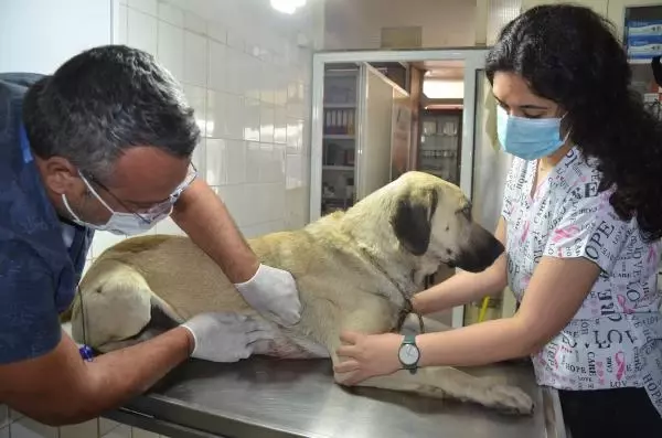 EVİN ÖNÜNDE BAĞLI DURAN KÖPEĞİ TABANCAYLA YARALAYIP, KAÇTILAR EVİN ÖNÜNDE BAĞLI DURAN KÖPEĞİ TABANCAYLA YARALAYIP, KAÇTILAR