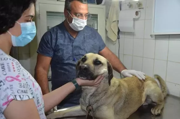 EVİN ÖNÜNDE BAĞLI DURAN KÖPEĞİ TABANCAYLA YARALAYIP, KAÇTILAR EVİN ÖNÜNDE BAĞLI DURAN KÖPEĞİ TABANCAYLA YARALAYIP, KAÇTILAR