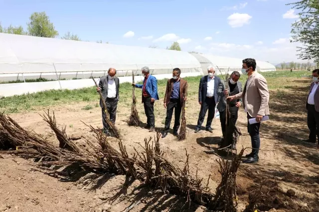 Gürpınar'da ücretsiz fidan dağıtımı Gürpınar'da ücretsiz fidan dağıtımı