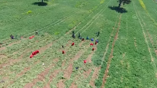 Hasadına başlanan erkenci bezelye, verimi ve fiyatıyla üreticisini sevindirdi Hasadına başlanan erkenci bezelye, verimi ve fiyatıyla üreticisini sevindirdi