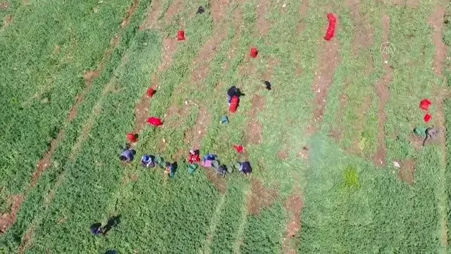 Hasadına başlanan erkenci bezelye, verimi ve fiyatıyla üreticisini sevindirdi Hasadına başlanan erkenci bezelye, verimi ve fiyatıyla üreticisini sevindirdi