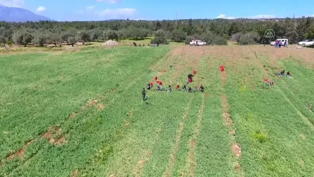 Hasadına başlanan erkenci bezelye, verimi ve fiyatıyla üreticisini sevindirdi Hasadına başlanan erkenci bezelye, verimi ve fiyatıyla üreticisini sevindirdi