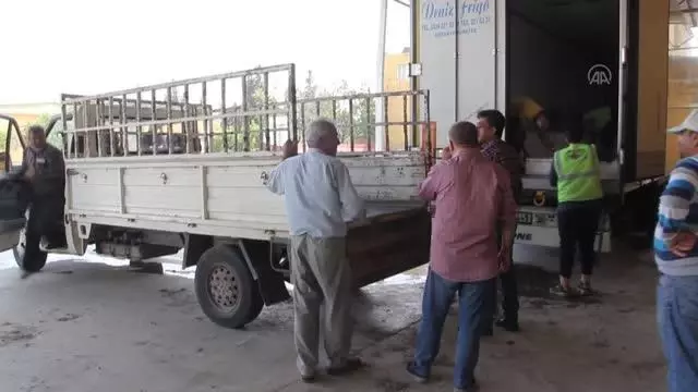 Hatay ve Afrin'deki ihtiyaç sahibi 5 bin aileye 6 ton alabalık dağıtıldı Hatay ve Afrin'deki ihtiyaç sahibi 5 bin aileye 6 ton alabalık dağıtıldı