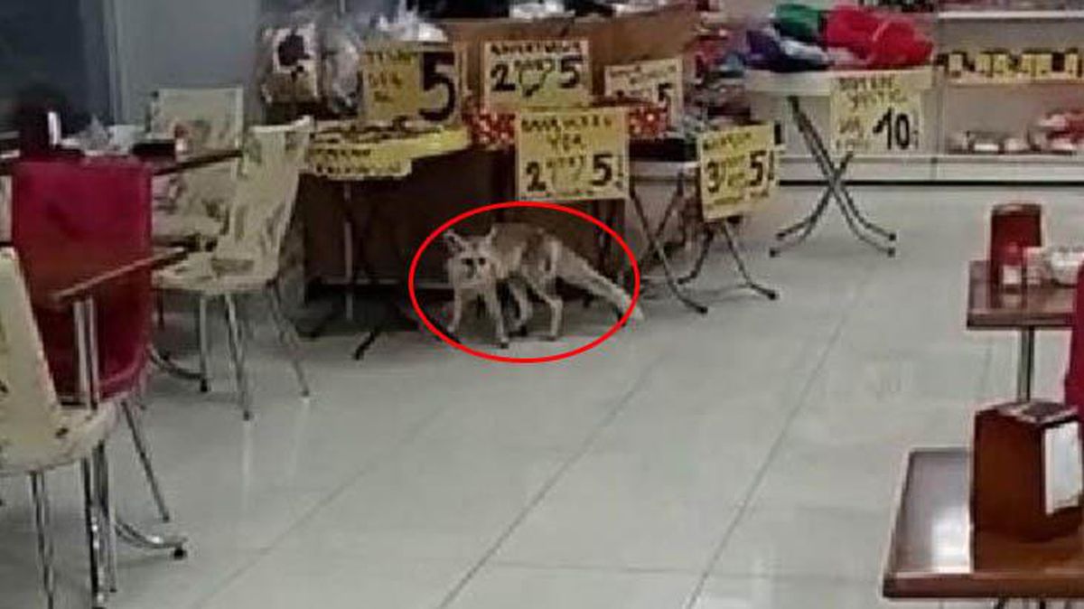 Her gün aynı saatte dinlenme tesisine gelen tilki, ilgi odağı oldu