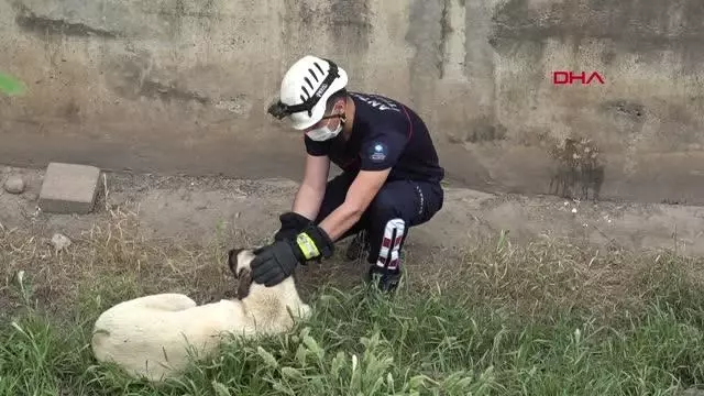 Son dakika haber | İTFAİYENİN KANALDAN KURTARMAK İSTEDİĞİ KÖPEK, KAÇARAK UZAKLAŞTI Son dakika haber | İTFAİYENİN KANALDAN KURTARMAK İSTEDİĞİ KÖPEK, KAÇARAK UZAKLAŞTI
