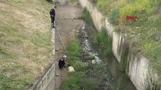 Son dakika haber | İTFAİYENİN KANALDAN KURTARMAK İSTEDİĞİ KÖPEK, KAÇARAK UZAKLAŞTI Son dakika haber | İTFAİYENİN KANALDAN KURTARMAK İSTEDİĞİ KÖPEK, KAÇARAK UZAKLAŞTI