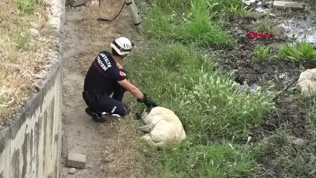 Son dakika haber | İTFAİYENİN KANALDAN KURTARMAK İSTEDİĞİ KÖPEK, KAÇARAK UZAKLAŞTI Son dakika haber | İTFAİYENİN KANALDAN KURTARMAK İSTEDİĞİ KÖPEK, KAÇARAK UZAKLAŞTI