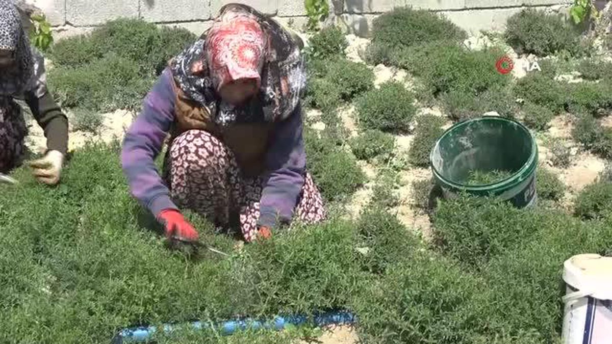 Kadınların hasadı 4 ay süren 'Zahter' mesaisi