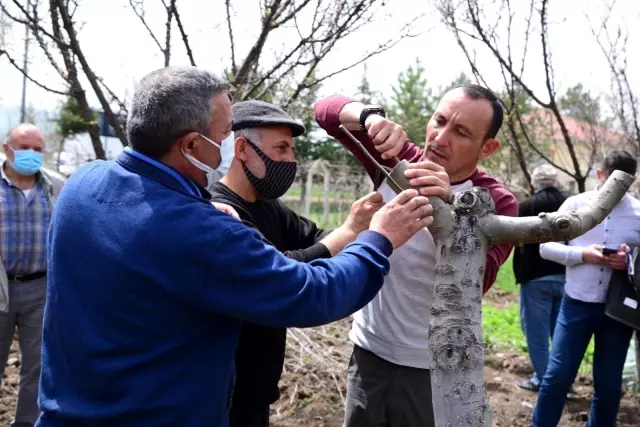 Son Dakika | Kahramankazanlı çiftçilere budama ve aşılama eğitimi Son Dakika | Kahramankazanlı çiftçilere budama ve aşılama eğitimi
