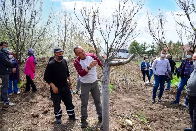 Son Dakika | Kahramankazanlı çiftçilere budama ve aşılama eğitimi Son Dakika | Kahramankazanlı çiftçilere budama ve aşılama eğitimi