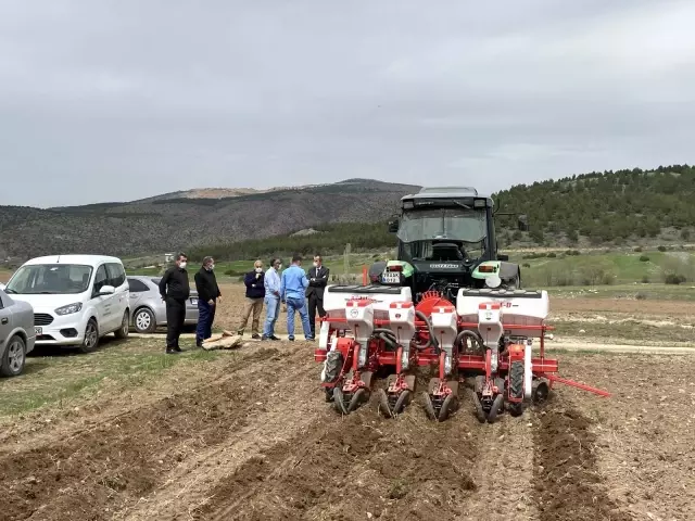 Atıl durumdaki 350 dekar tarım arazisine ayçiçeği ekildi Atıl durumdaki 350 dekar tarım arazisine ayçiçeği ekildi