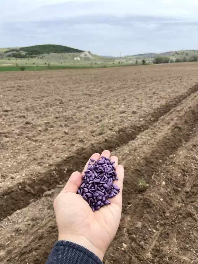 Atıl durumdaki 350 dekar tarım arazisine ayçiçeği ekildi Atıl durumdaki 350 dekar tarım arazisine ayçiçeği ekildi