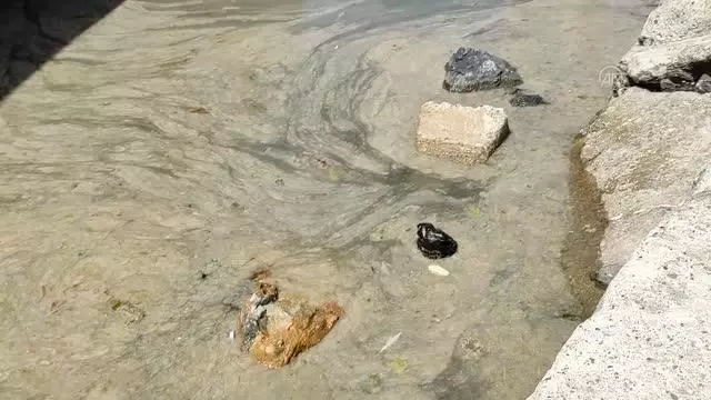 Kartal ve Pendik'te deniz yüzeyinde kirlilik Kartal ve Pendik'te deniz yüzeyinde kirlilik