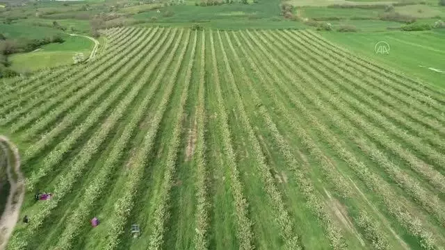 KIRKLARELİ - Çiçek açan armut bahçeleri ressamlara ilham kaynağı oldu KIRKLARELİ - Çiçek açan armut bahçeleri ressamlara ilham kaynağı oldu