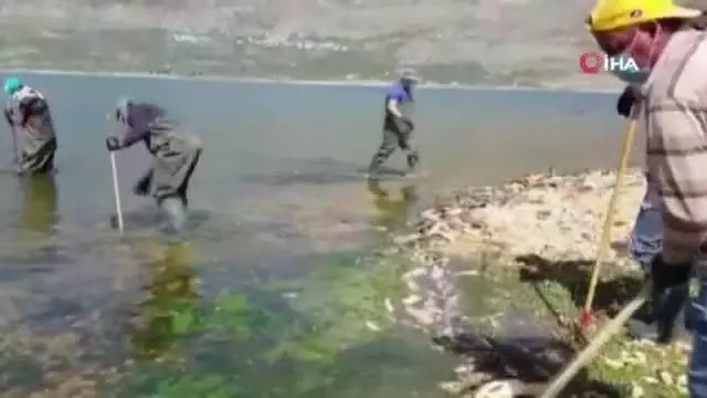 - Lübnan'da tonlarca sazan balığı telef oldu - Lübnan'da tonlarca sazan balığı telef oldu