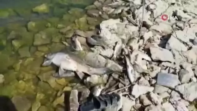 - Lübnan'da tonlarca sazan balığı telef oldu - Lübnan'da tonlarca sazan balığı telef oldu