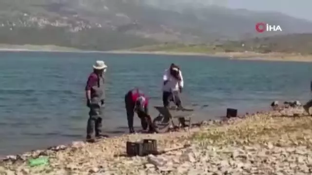 - Lübnan'da tonlarca sazan balığı telef oldu - Lübnan'da tonlarca sazan balığı telef oldu