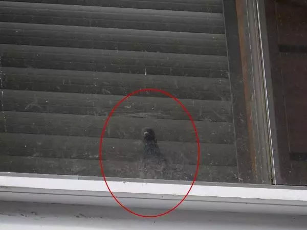 Mahsur kalan güvercini itfaiye kurtardı Mahsur kalan güvercini itfaiye kurtardı