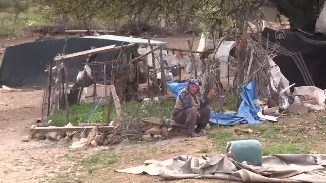 Merada otlayan 80 koyun ansızın telef oldu Merada otlayan 80 koyun ansızın telef oldu