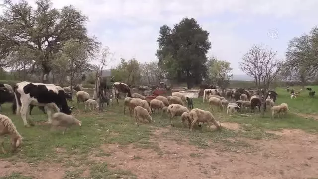 Merada otlayan 80 koyun ansızın telef oldu Merada otlayan 80 koyun ansızın telef oldu