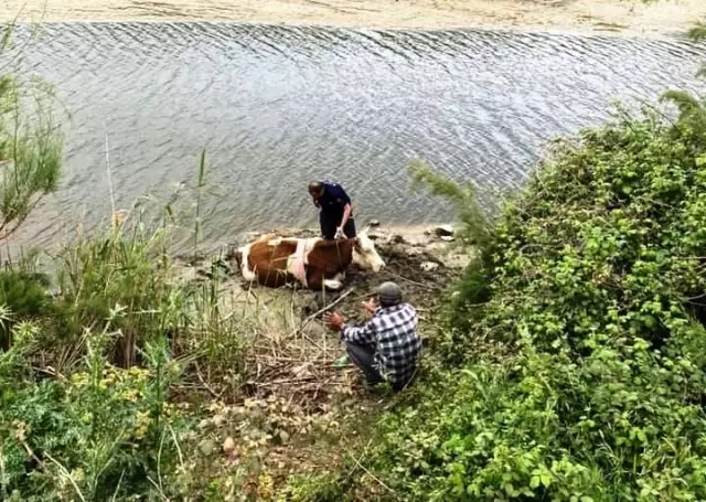 Son dakika... Nehre düşen ineği itfaiye kurtardı Son dakika... Nehre düşen ineği itfaiye kurtardı