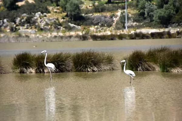 Noel Baba Kuş Cenneti'nde bu yıl 2 flamingo ayrılmadı Noel Baba Kuş Cenneti'nde bu yıl 2 flamingo ayrılmadı