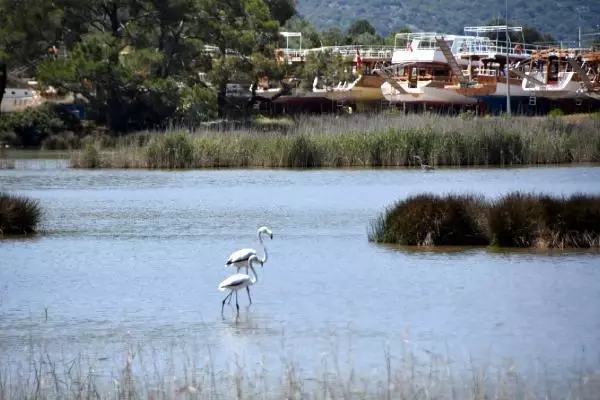 Noel Baba Kuş Cenneti'nde bu yıl 2 flamingo ayrılmadı Noel Baba Kuş Cenneti'nde bu yıl 2 flamingo ayrılmadı