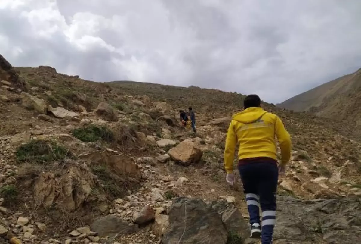 Pancar toplarken kayalıklardan düşüp, yaralandı