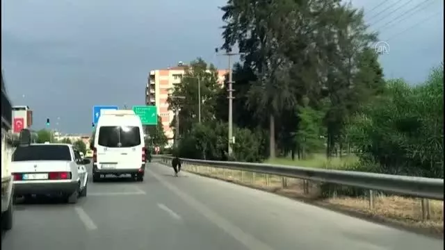 Sahibinin elinden kaçan buzağı trafikte tehlike oluşturdu Sahibinin elinden kaçan buzağı trafikte tehlike oluşturdu