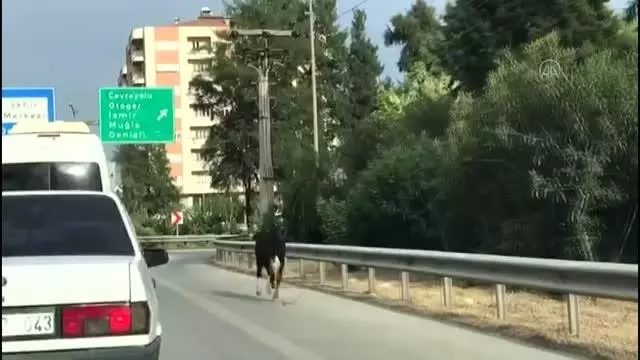Sahibinin elinden kaçan buzağı trafikte tehlike oluşturdu Sahibinin elinden kaçan buzağı trafikte tehlike oluşturdu