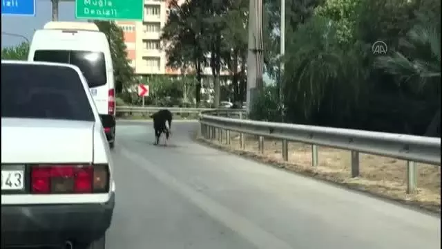 Sahibinin elinden kaçan buzağı trafikte tehlike oluşturdu Sahibinin elinden kaçan buzağı trafikte tehlike oluşturdu