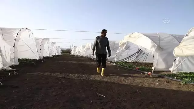 Sebze toptancısı aradığı yeşilliği bulamayınca kurduğu serasından ilk mahsullerini aldı Sebze toptancısı aradığı yeşilliği bulamayınca kurduğu serasından ilk mahsullerini aldı