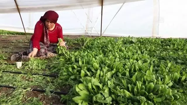 Sebze toptancısı aradığı yeşilliği bulamayınca kurduğu serasından ilk mahsullerini aldı Sebze toptancısı aradığı yeşilliği bulamayınca kurduğu serasından ilk mahsullerini aldı