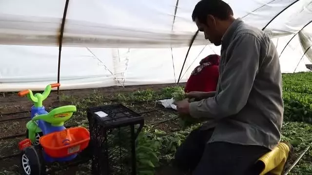 Sebze toptancısı aradığı yeşilliği bulamayınca kurduğu serasından ilk mahsullerini aldı Sebze toptancısı aradığı yeşilliği bulamayınca kurduğu serasından ilk mahsullerini aldı