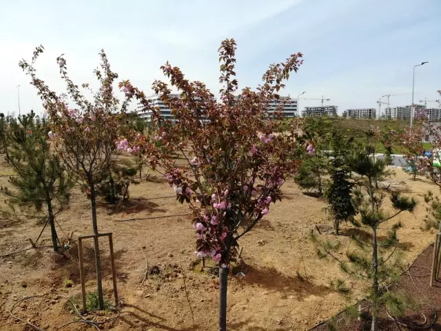 Son dakika haberi | Şehir Hastanesi'nin sakuraları çiçek açtı Son dakika haberi | Şehir Hastanesi'nin sakuraları çiçek açtı